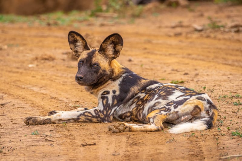 Madikwe Game Reserve gallery image 6