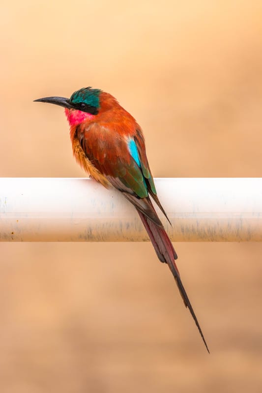Madikwe Game Reserve gallery image 4