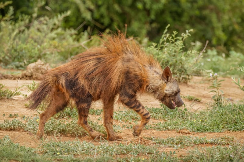 Madikwe Game Reserve gallery image 5