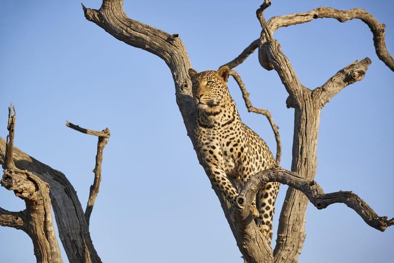 Madikwe Game Reserve gallery image 14