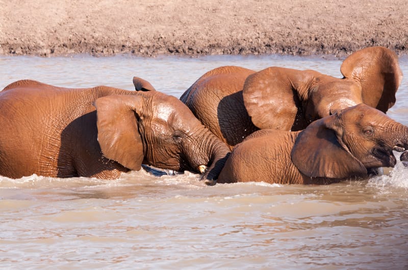 Madikwe Game Reserve gallery image 11