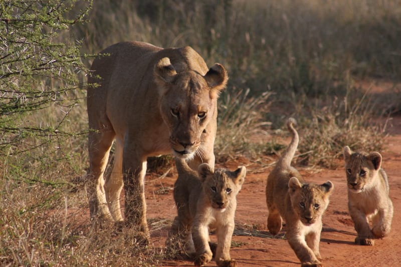 Madikwe Game Reserve gallery image 13