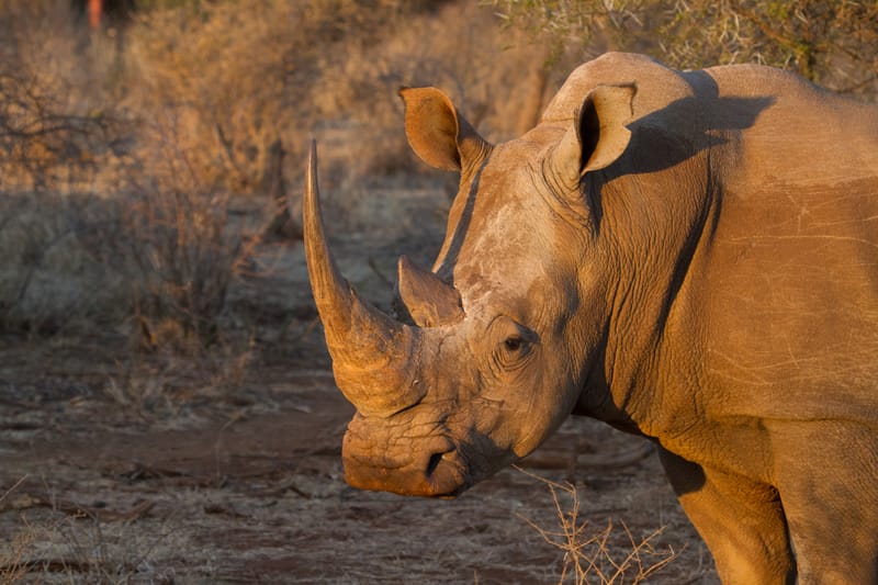 Madikwe Game Reserve gallery image 1