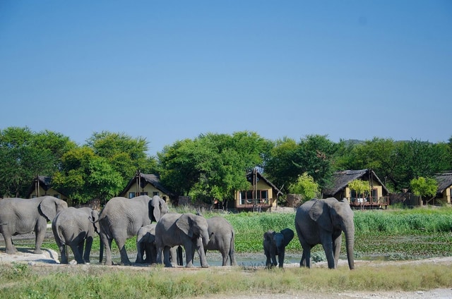 Fauna & Flora