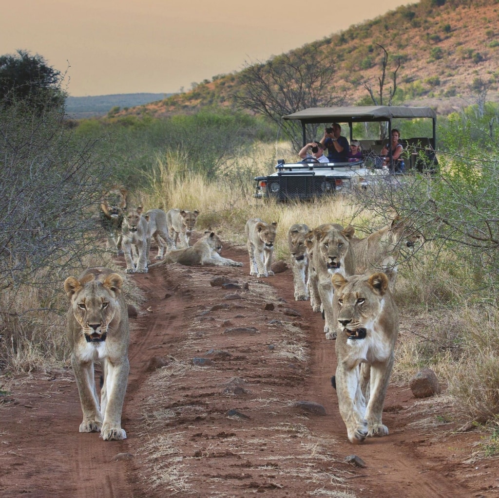 4 Day Madikwe Safari