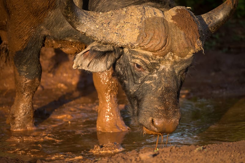 Buffalo in Madikwe Game Reserve