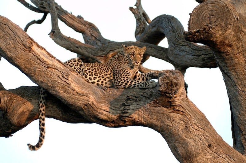 Leopard in Madikwe Game Reserve