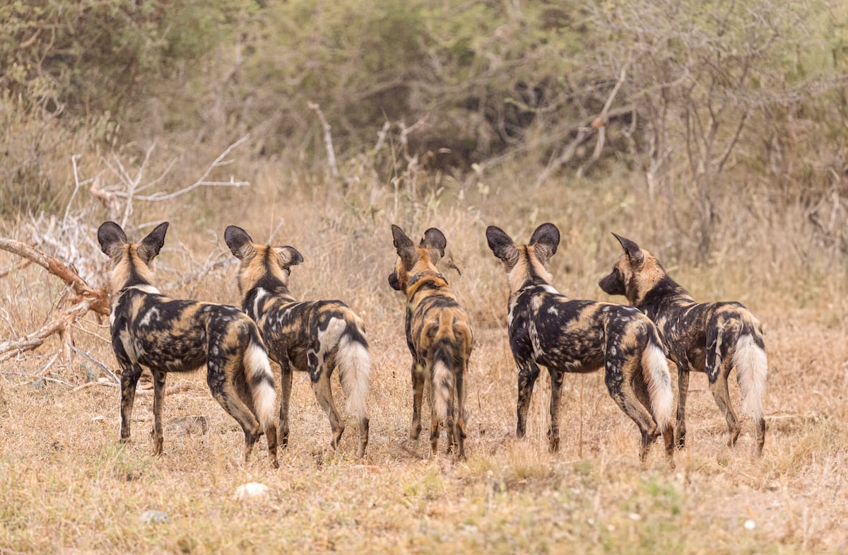Madikwe Gallery