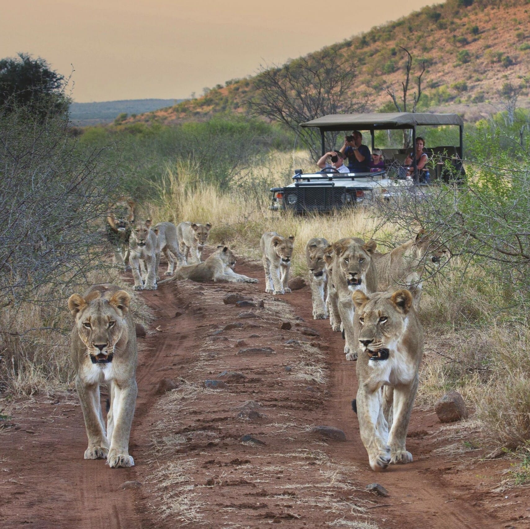 4 Day Madikwe Safari