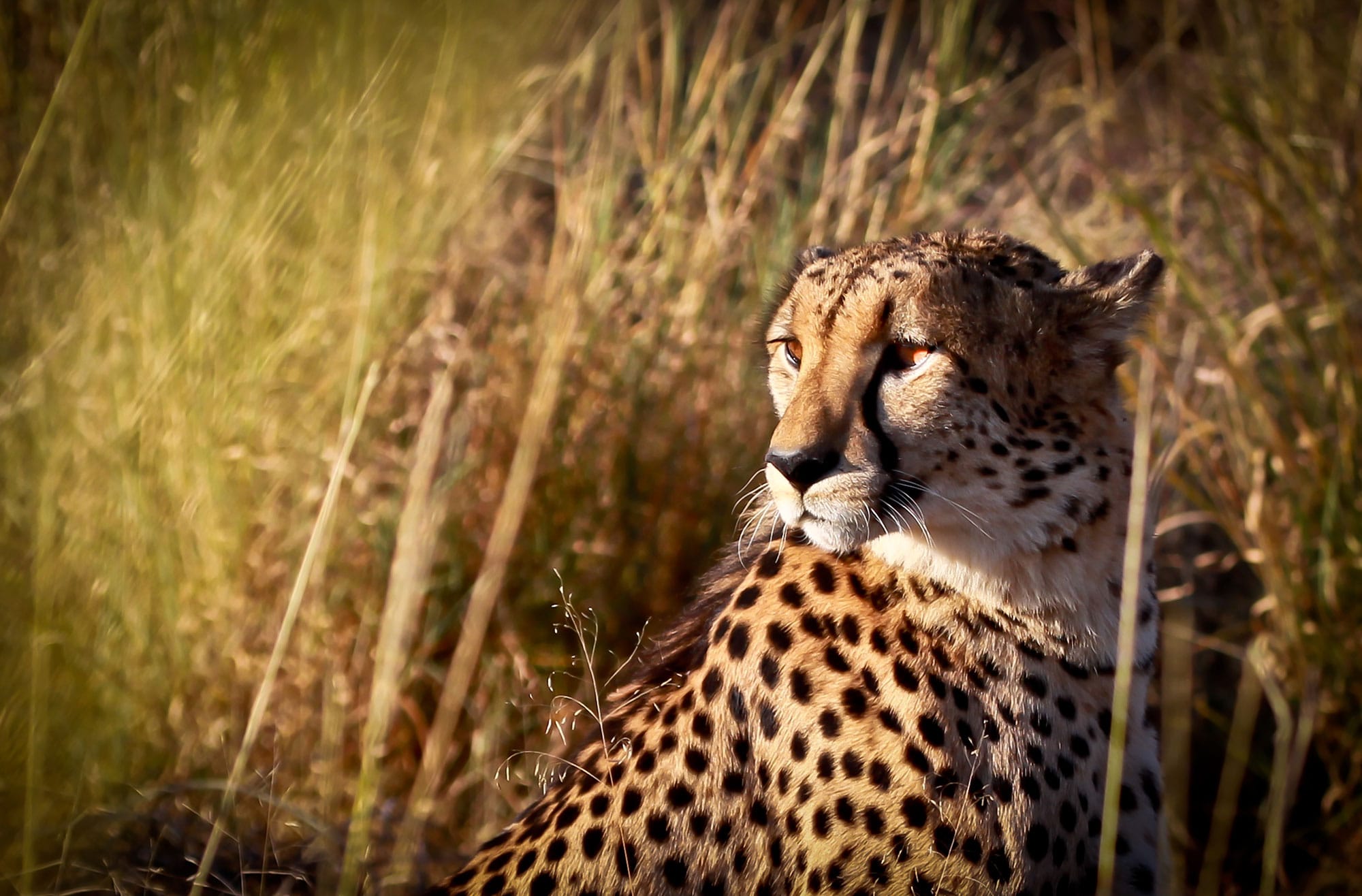 Madikwe Animal Species