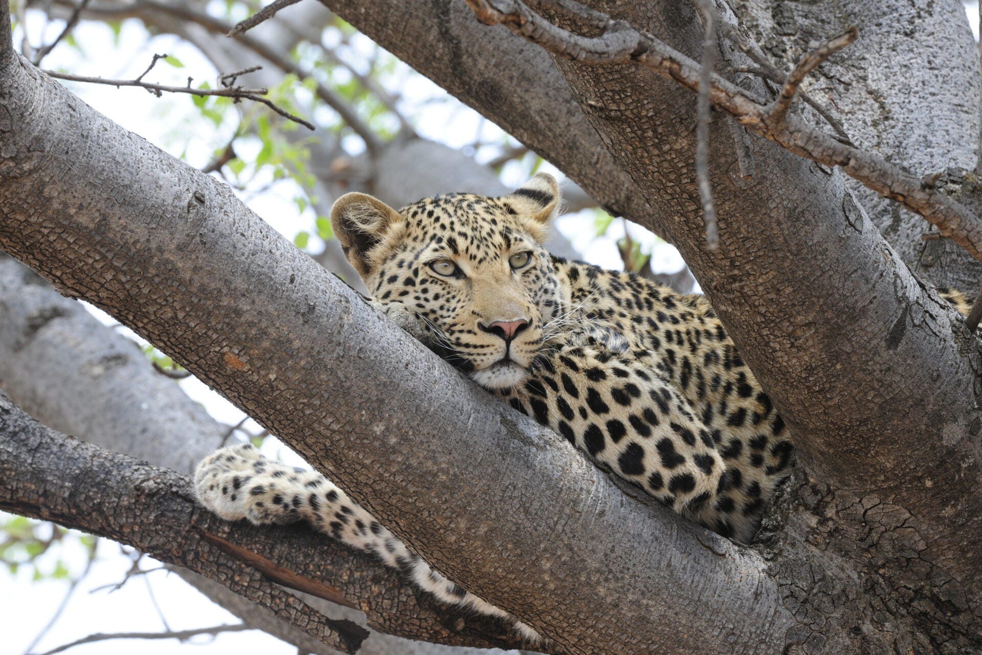About the History of Madikwe