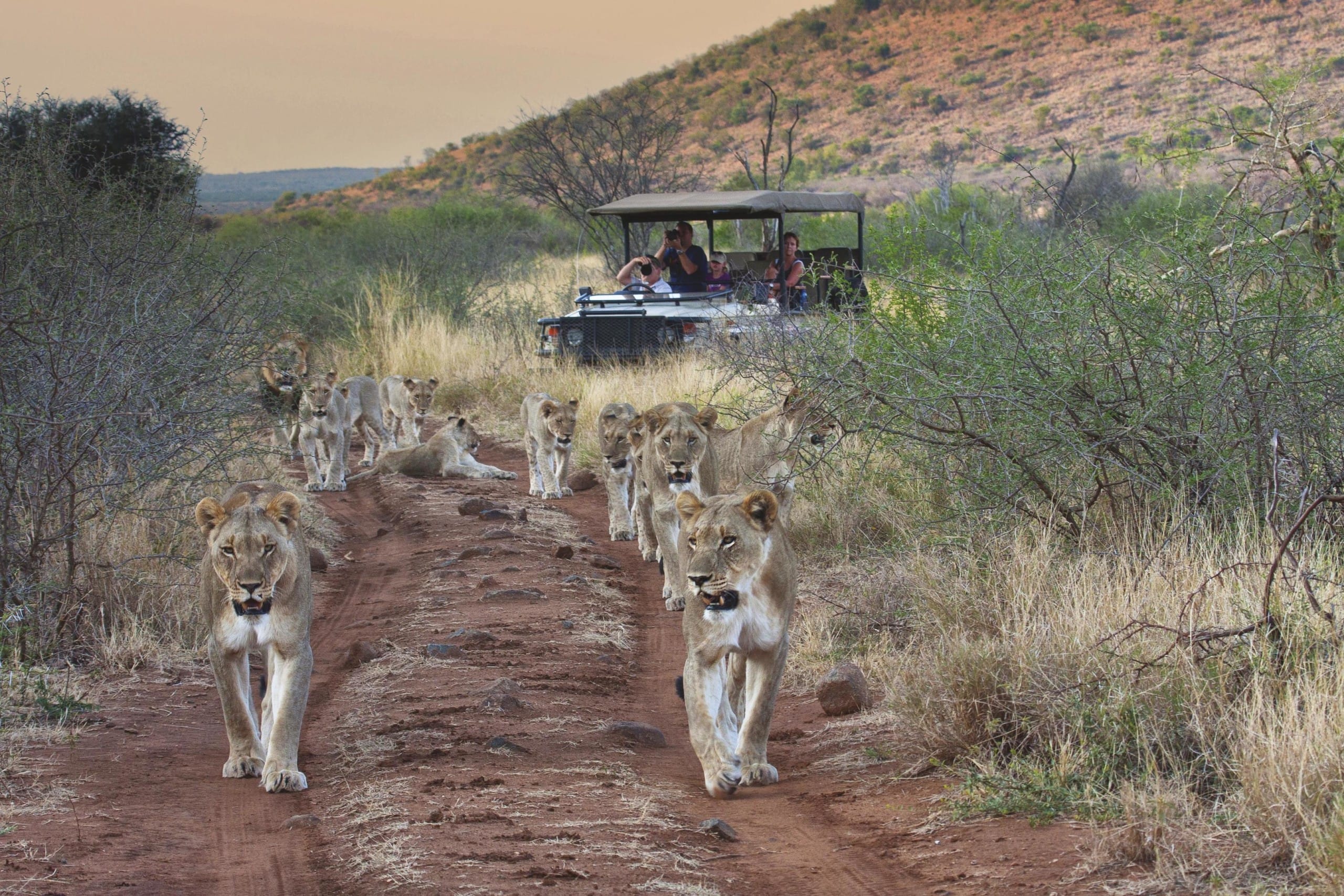 Madikwe's Big 5