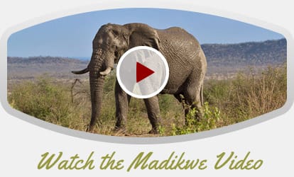 Madikwe-Video