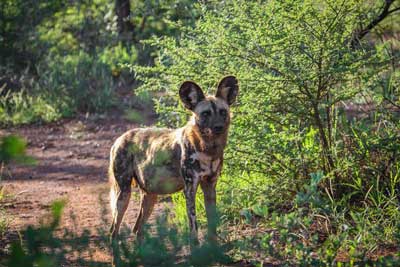 Madikwe Game Reserve