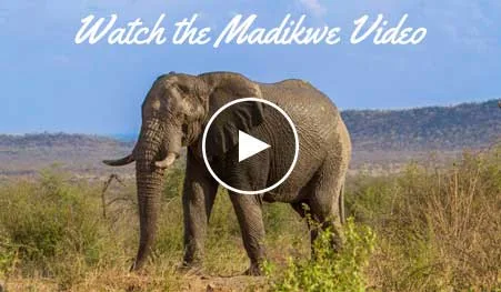 Madikwe-Video