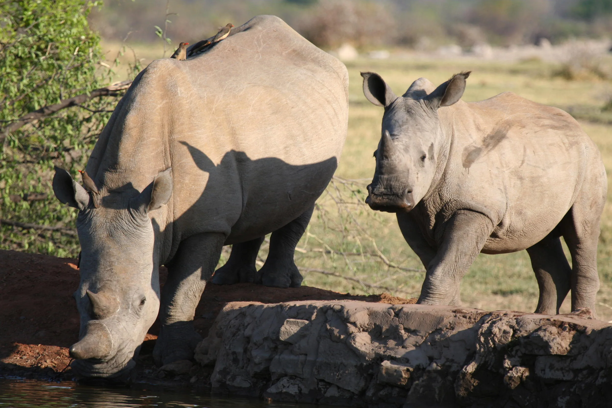 Jamala Madikwe Rhino
