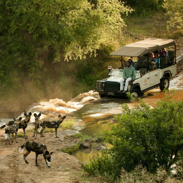 Morukuru Family Madikwe African wild dogs