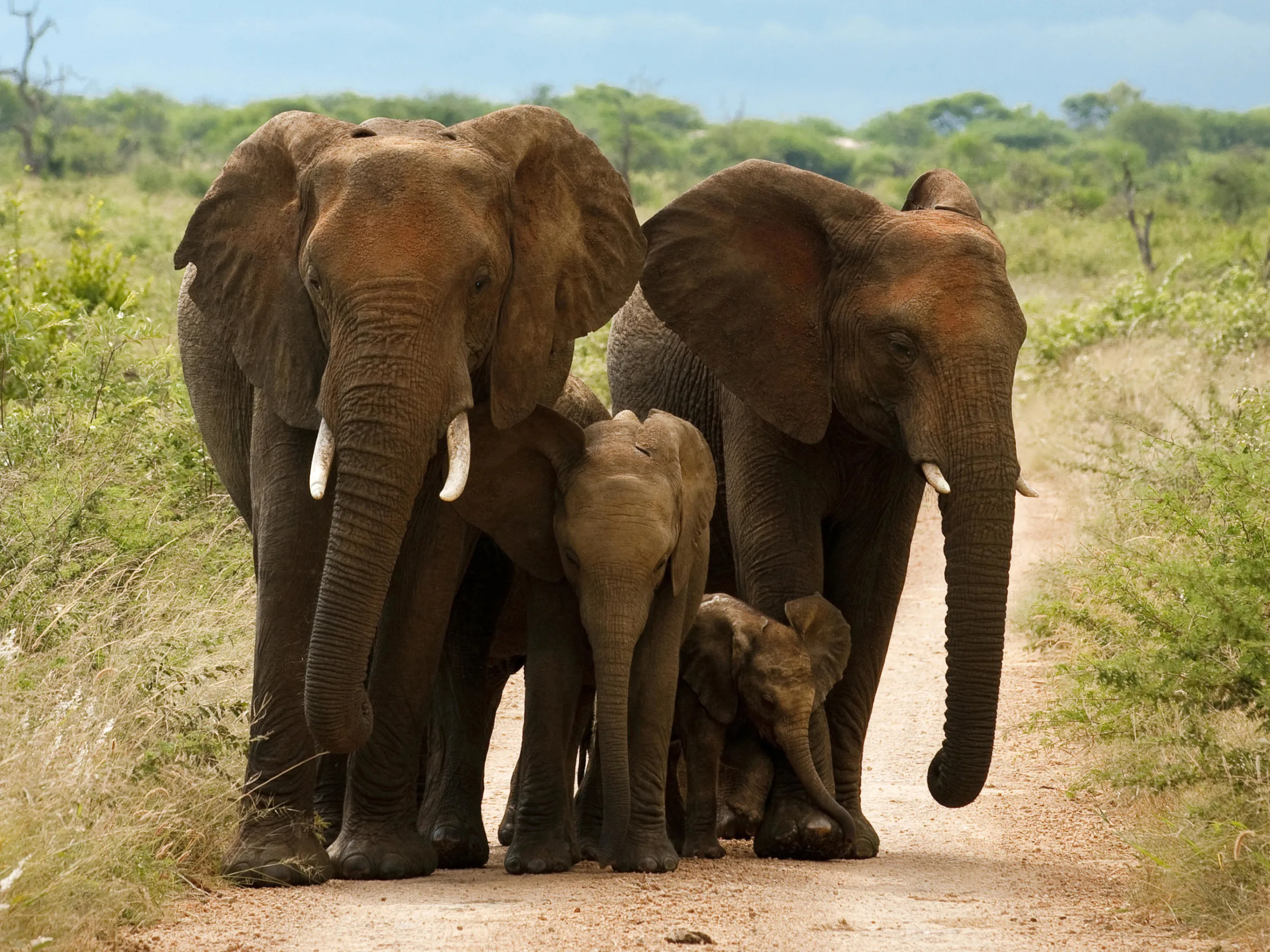Morukuru Family Madikwe elephants in Madikwe Game Reserve