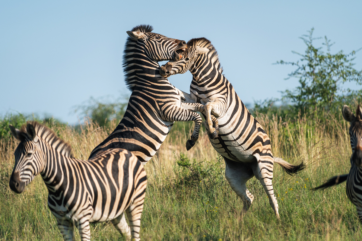 Jacis Experience _ 10