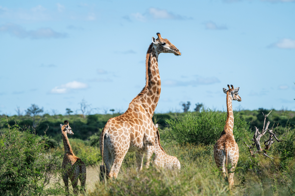 Jacis Experience _ 12