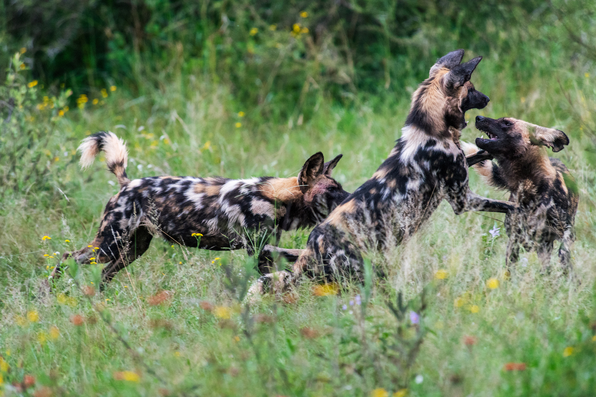 Jacis Experience _ 4