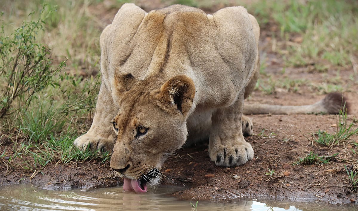 Lionness