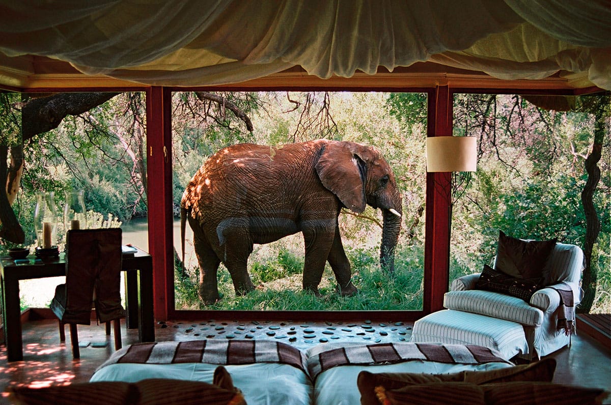 MakanyaneElephantImage