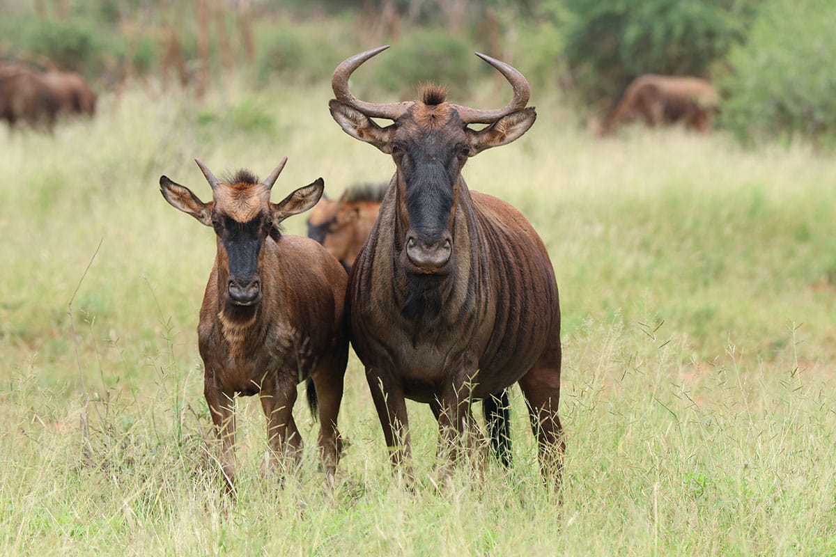Wildebeest