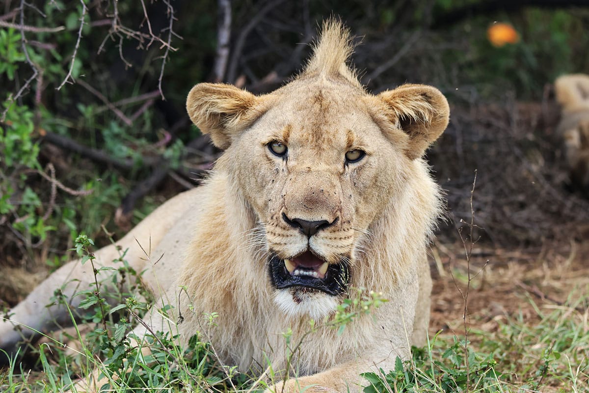 Youngmalelion